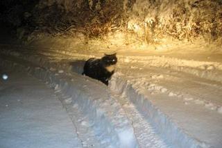 First day of snow (xi)