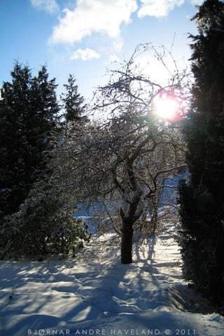 Winter Leaves