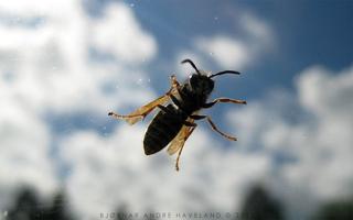 Windscreen visitor