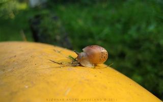 Hitchhiker on the mower