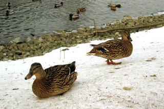 Ducky invasion (tenth of thirteen)