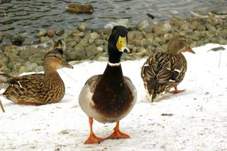 Ducky invasion (ninth of thirteen)