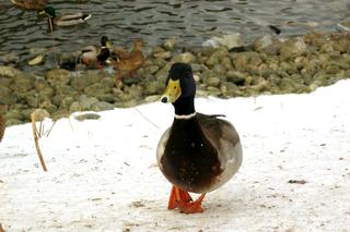 Ducky invasion (eighth of thirteen)