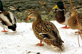 Ducky invasion (seventh of thirteen)