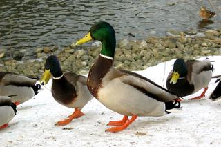 Ducky invasion (sixth of thirteen)