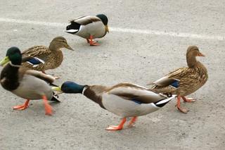 Ducky invasion (fifth of thirteen)