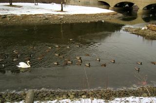 Ducky invasion (fourth of thirteen)