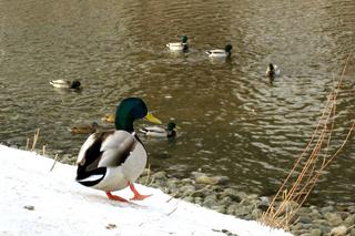 Ducky invasion (third of thirteen)