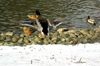 Ducky Invasion (second of thirteen)