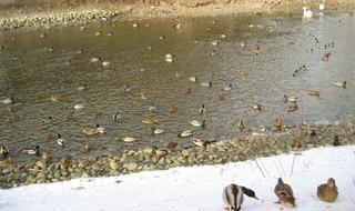 Ducky Invasion (first of thirteen)