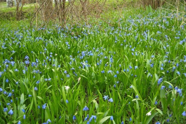 Blue garden blanket