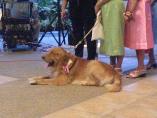 Ringbearer Rico