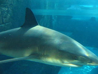 One of the 100 sharks in the World's largest indoor/outdoor aquarium
