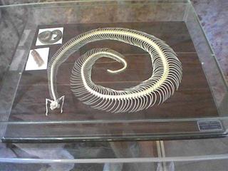 skeleton ng rattler