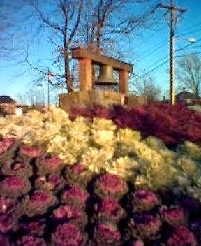 Ballston cabbage bell display