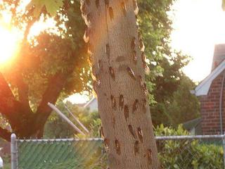 More cicadas