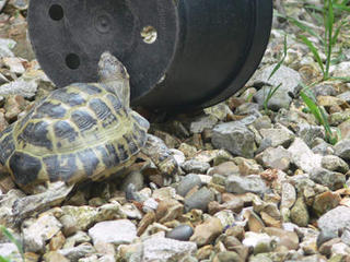 charlie enjoying his plant pot