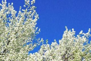 Celebrating spring