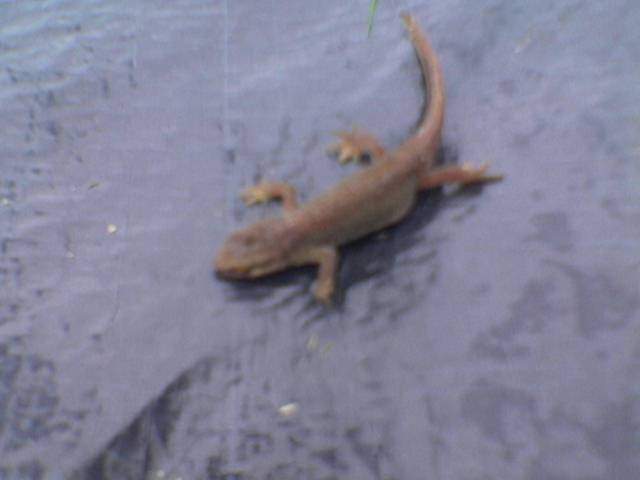 Multimedia message