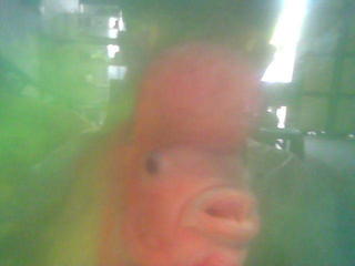 loo u ann