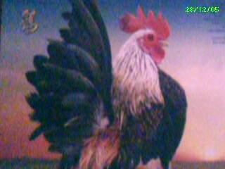 Tahun Ayam Udah mau lewat