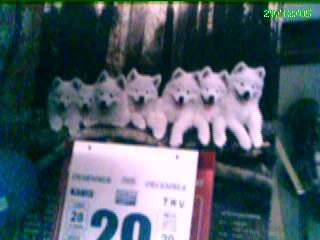 tahun anjing udah mau deket nih :)