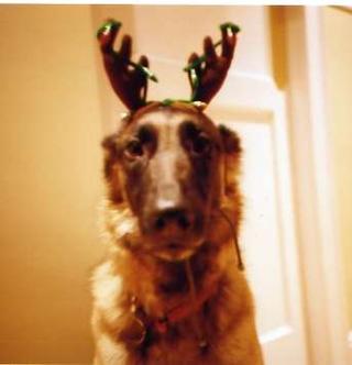 Christmas pooch