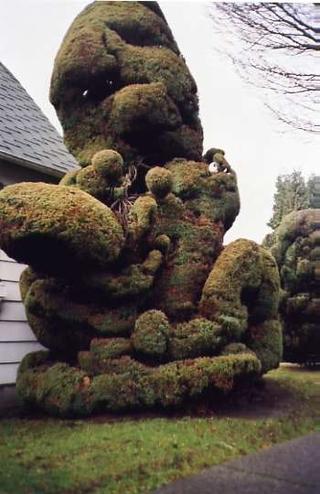 This Old Tree