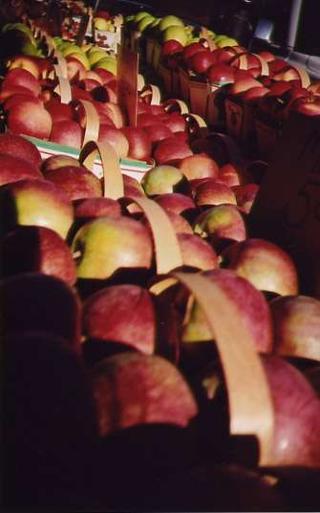 Apples