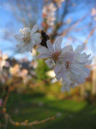 Wild Cherry
