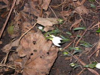 Snowdrop