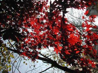 Maple