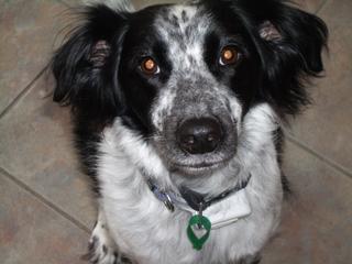 Della dog