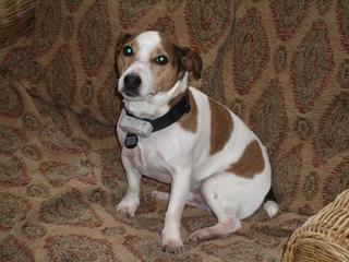 Bertie