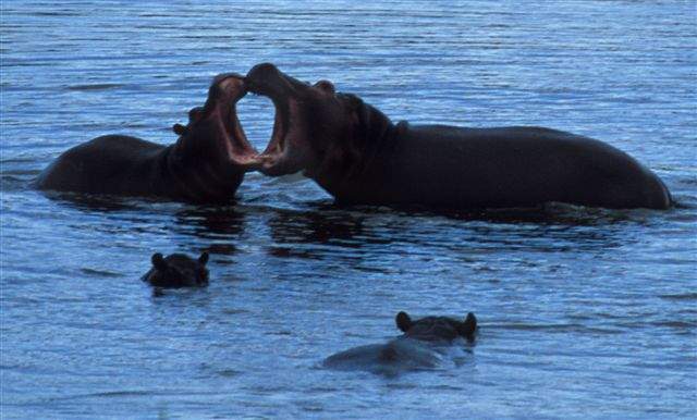 Hungry Hungry Hippos