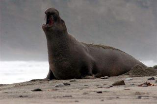 Male Elephant Seal Vocalizing
