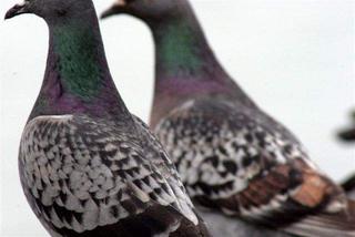 Pigeons
