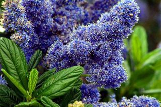 Purple Flowers