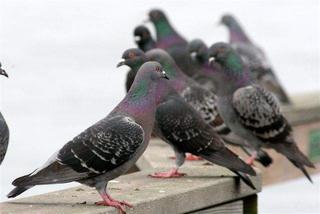 Pigeons