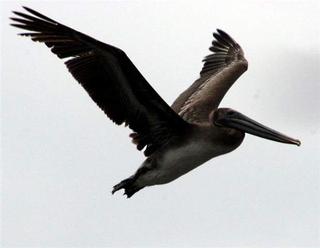 Brown Pelican