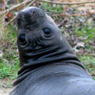 Young Elephant Seal