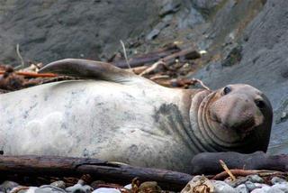 Young Male Elephant Seal