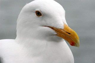Sea Gull