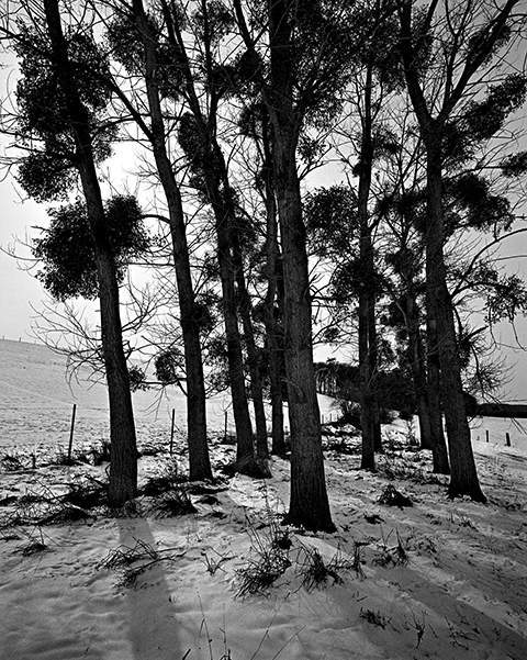 Mistletoe Tree