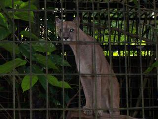 Puma