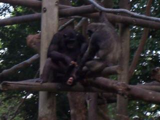 Monkey business