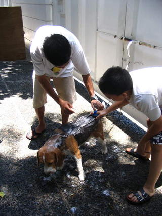 Dogwash