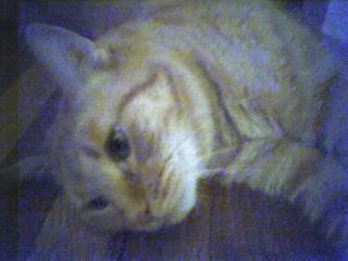 Lazy Winnie
