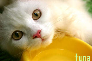 Need a feline friend?