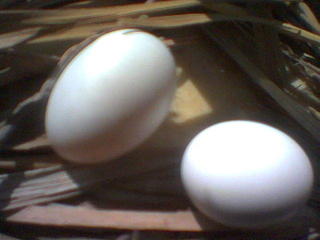 eggs